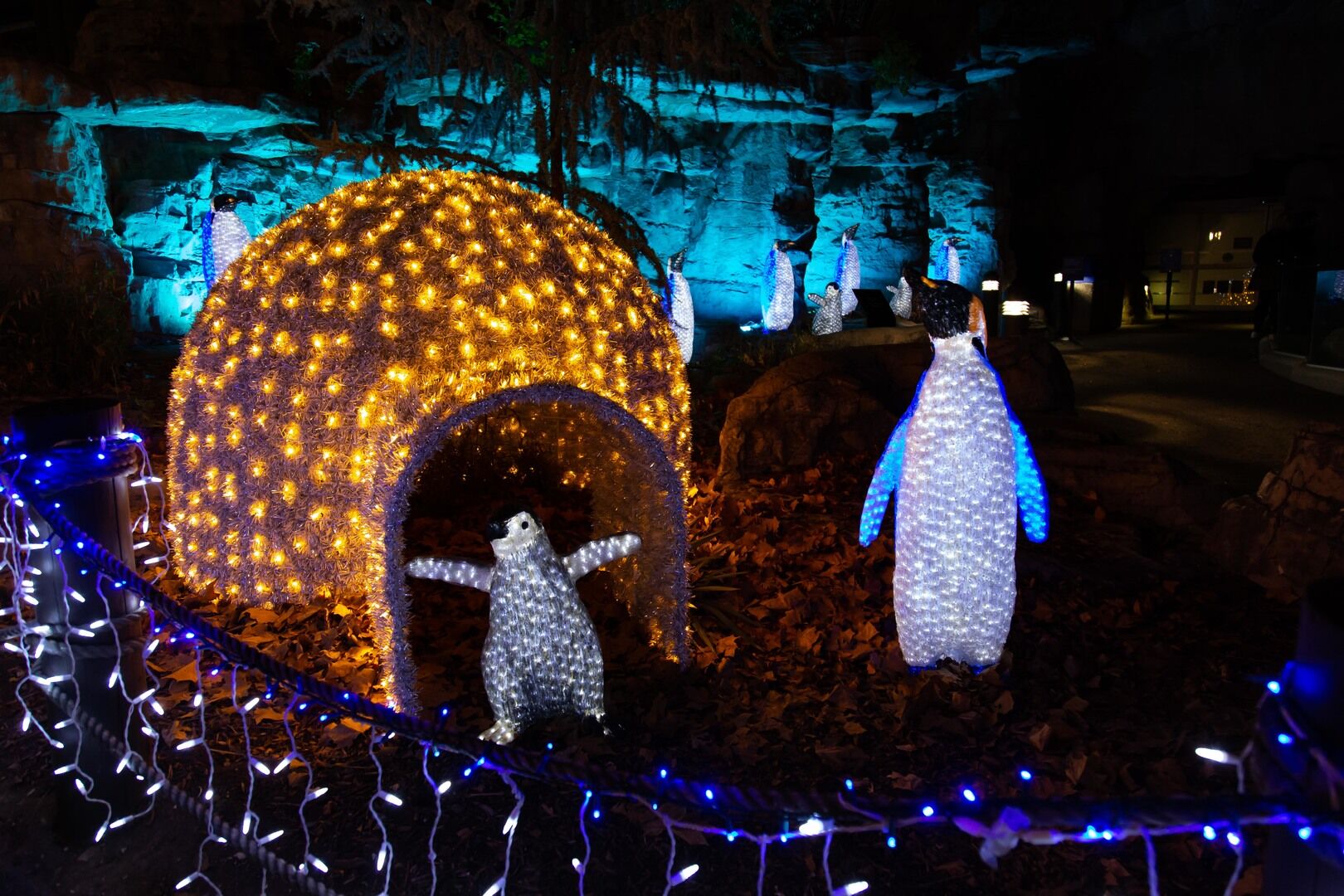 U.S. Bank Wild Lights_penguins_photo by Kari R. Frey Saint Louis Zoo.jpg